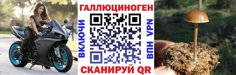блэк спрут как войти Армавир Галлюциногенные грибы прущие грибы наркота